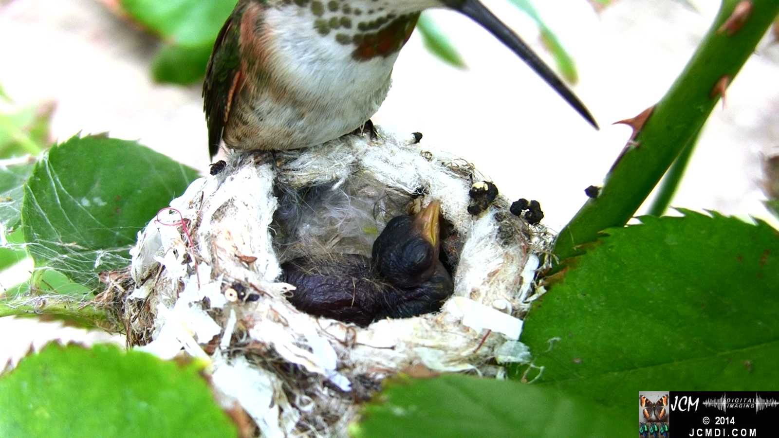 Allens Hummingbird feeding chick 4